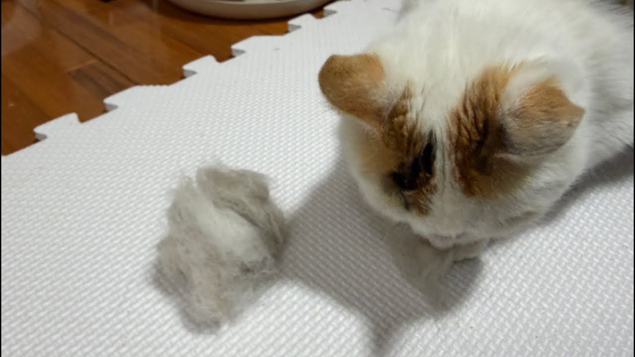 時間限定おもちの毛むしりライブ🐈