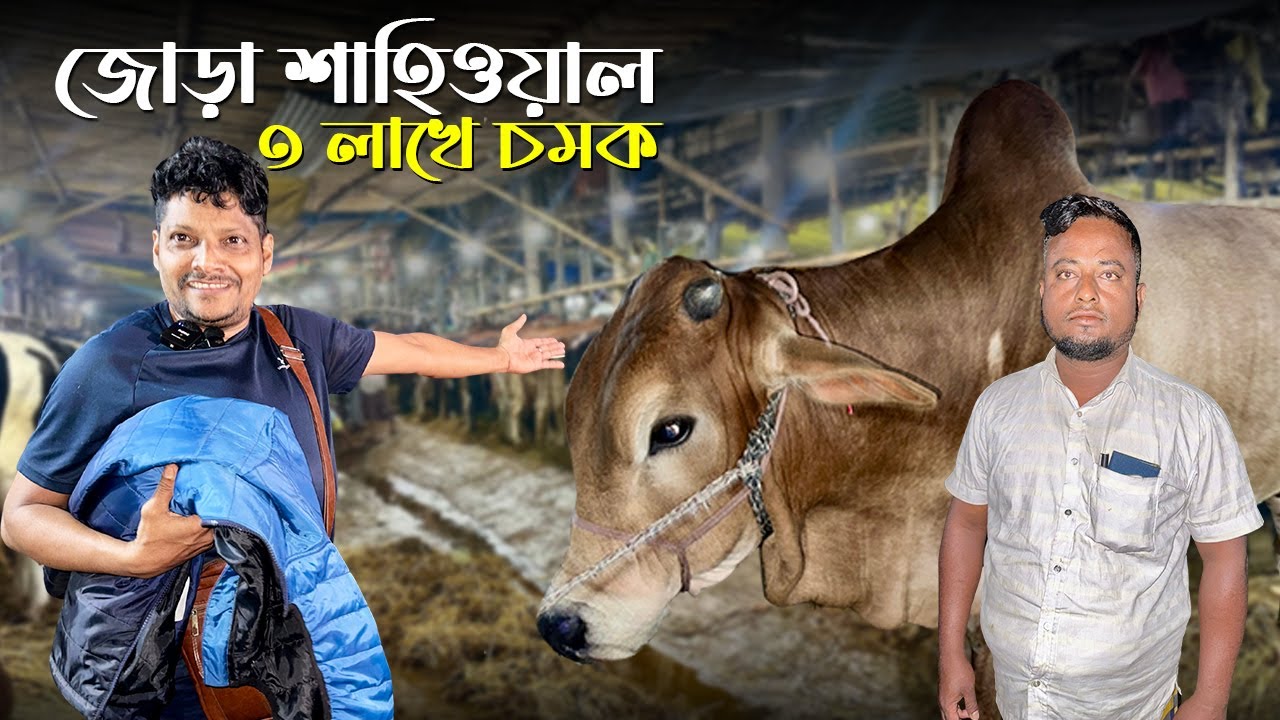 গাবতলী হাটে আকরাম–লাল্টু দন্ড ফেটে গেল! ৩ লাখে শাহিয়াল জোড়া গরু🔥 | City Haat vs Gabtoli EXPOSED