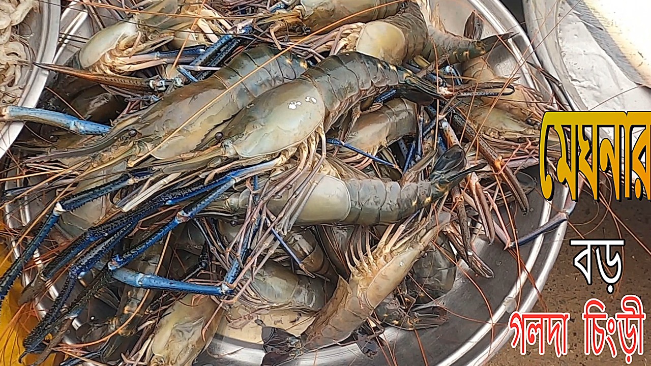 ঢাকার বিখ্যাত ধুপখোলা  নদীর মাছের বাজার/River fish market/দেশী মাছ/বড় মাছ ছোট মাছ