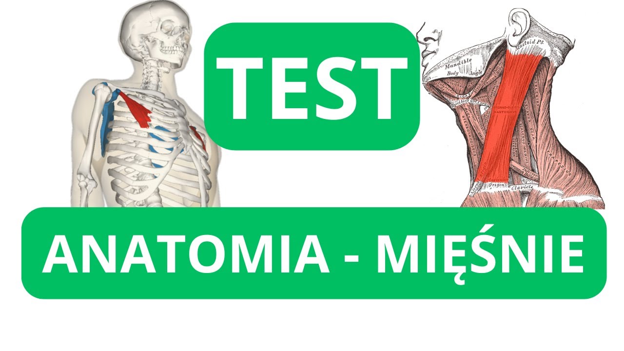Test Anatomia - mięśnie ciała człowieka