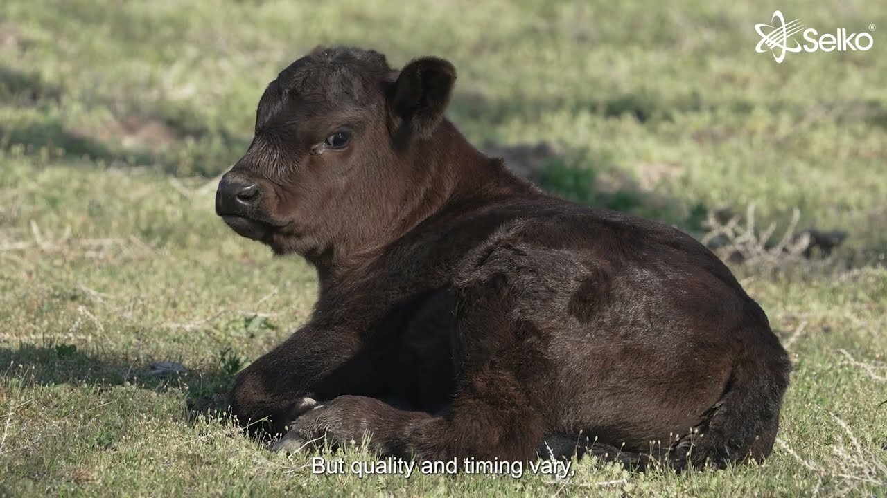 Make Every First Feeding Count: Support Colostrum Before Calving | Fytera® Lacteco