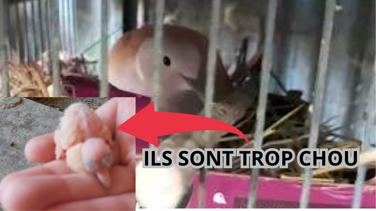 Reproduction tourterelles rieuse!!!!!