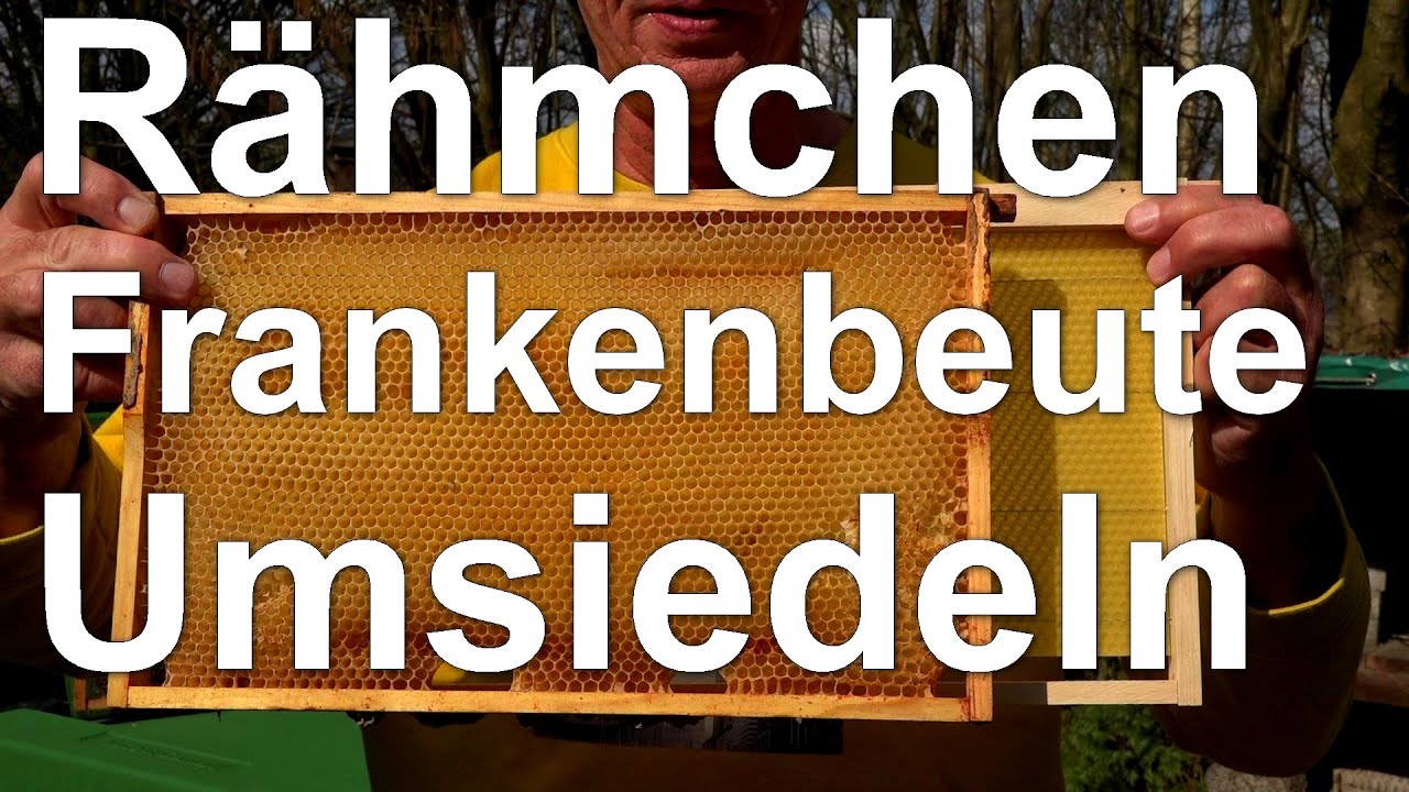 Bienenvolk von DN in Langstroth umsiedeln - umlogieren - Frankenbeute :) - Shure SM7B