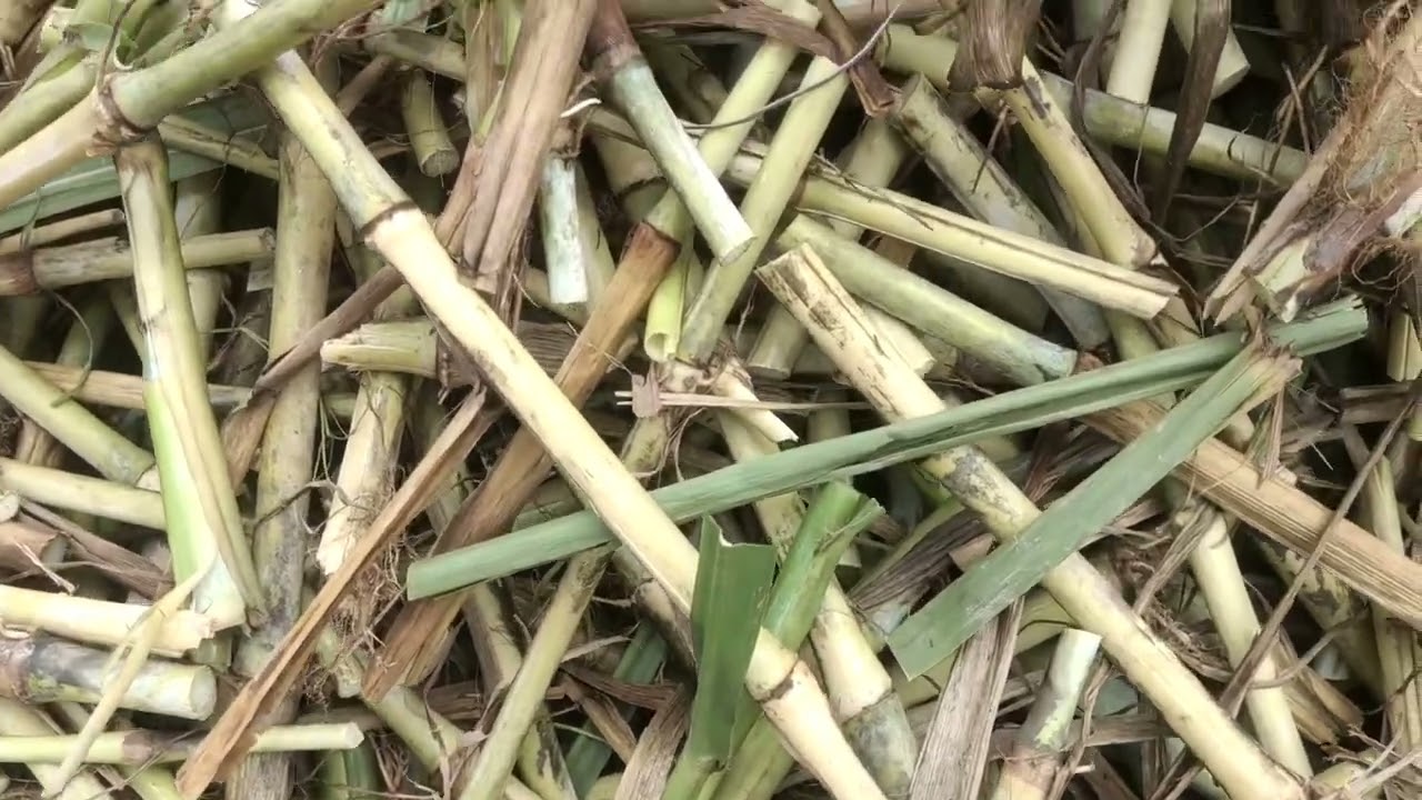 हमारे पास biocng boigas के लिए कलम उपलब्ध है सम्पर्क करें #napiergrass #viral #napier #supernapier 