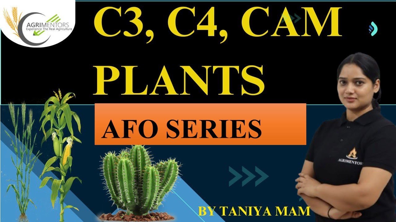 C3, C4 and CAM Plants | AFO Series 2024