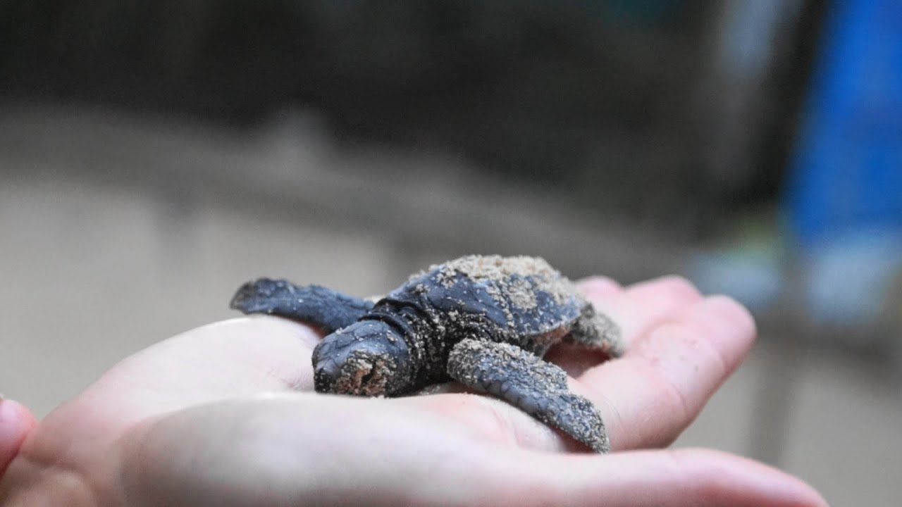 Sri Lanka 2015 part 9 - Kosgoda Turtle-Ahungalla beach dinner