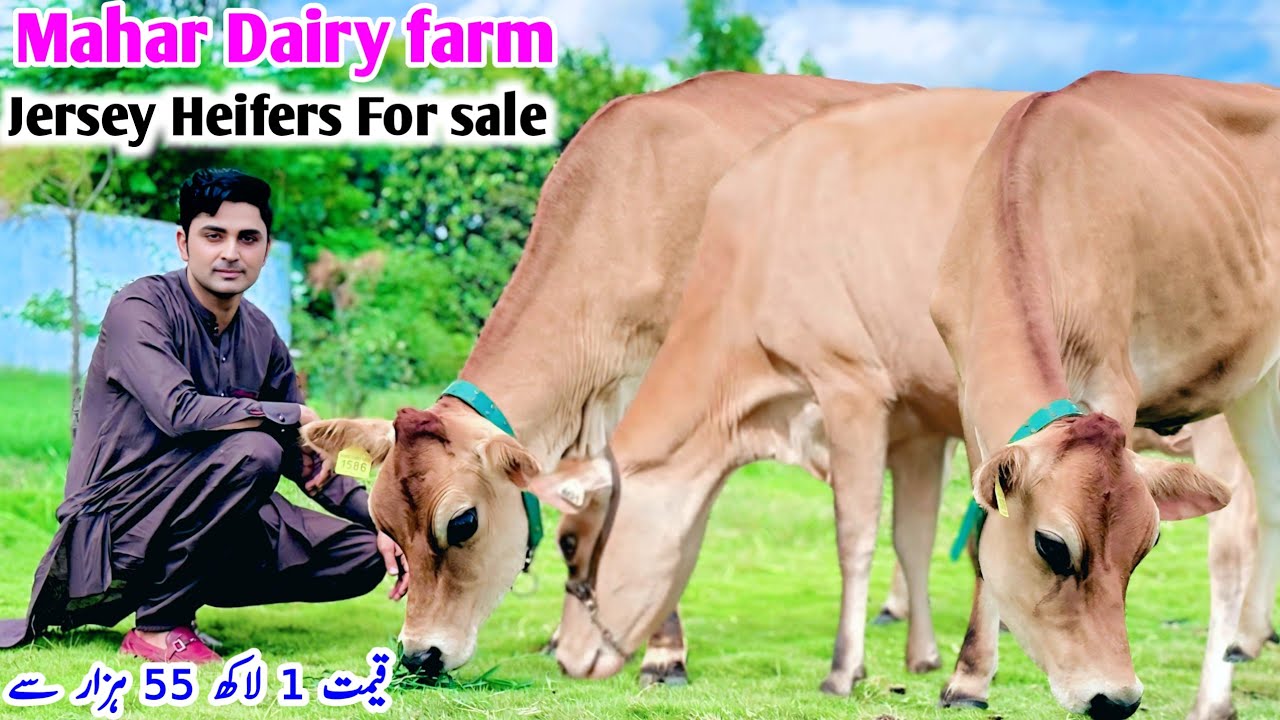 Jersey  Heifers for sale In Punjab | imported  HF Heifers For sale mahar Cattle Farm  | 26 August 