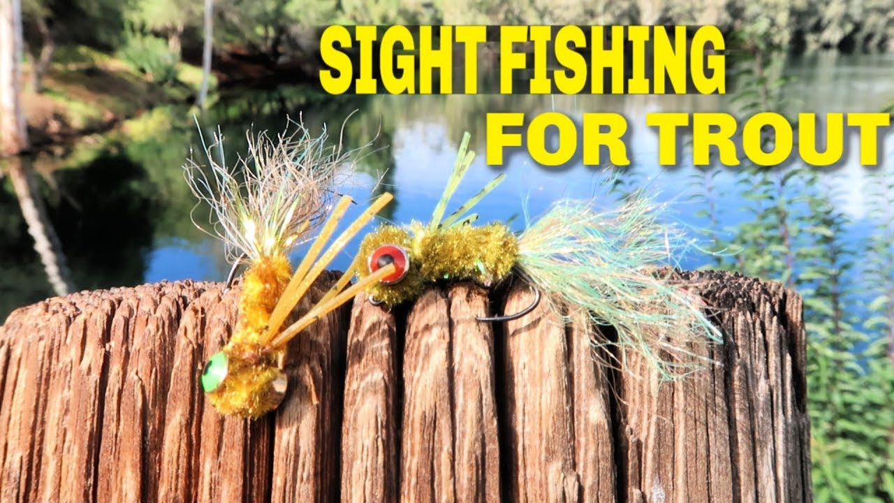 Trout Fishing - Sight Fishing for Stocked Trout