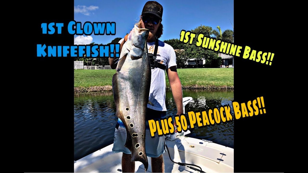 Lake Ida Grand Slam!! 1st Clown Knifefish, 1st Sunshine Bass, and 50 Peacock Bass!!