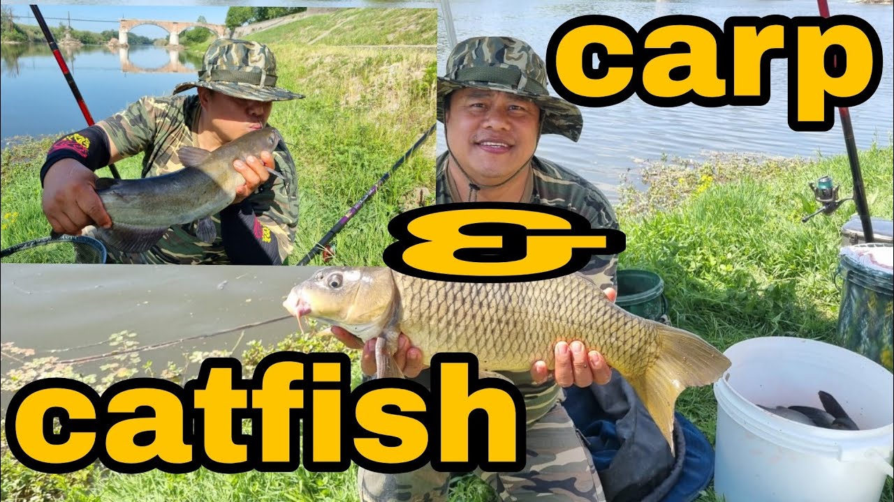 Carp and Catfish in Arno river(Calcinaia,Pisa,Italy)