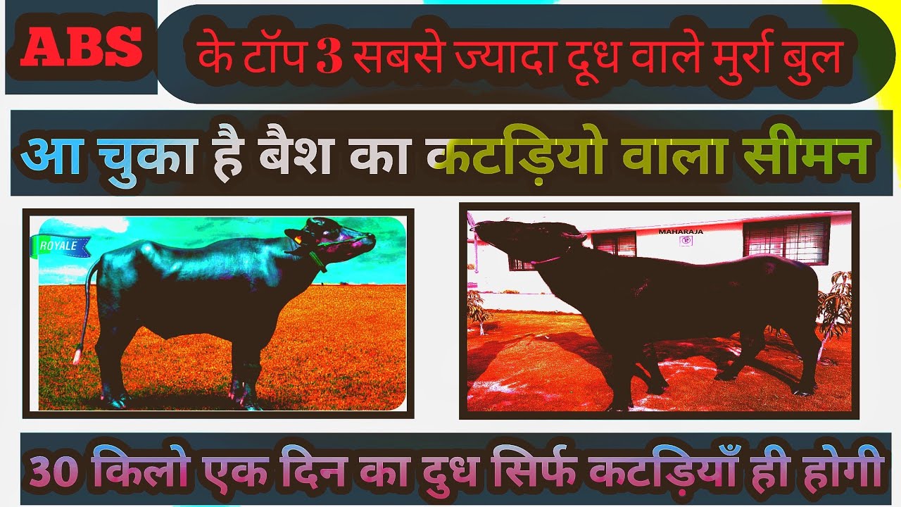 Abs semen | Abs top 3 murrah bull list | abs murrah sexed semen | Redhu | Maharaja | Bahubali |