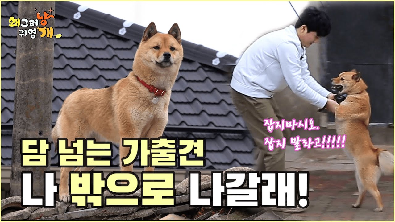 담을 타는 강아지가 있다고!? 자유를 꿈꾸는 가출견 구름이의 집 나가면 개고생!
