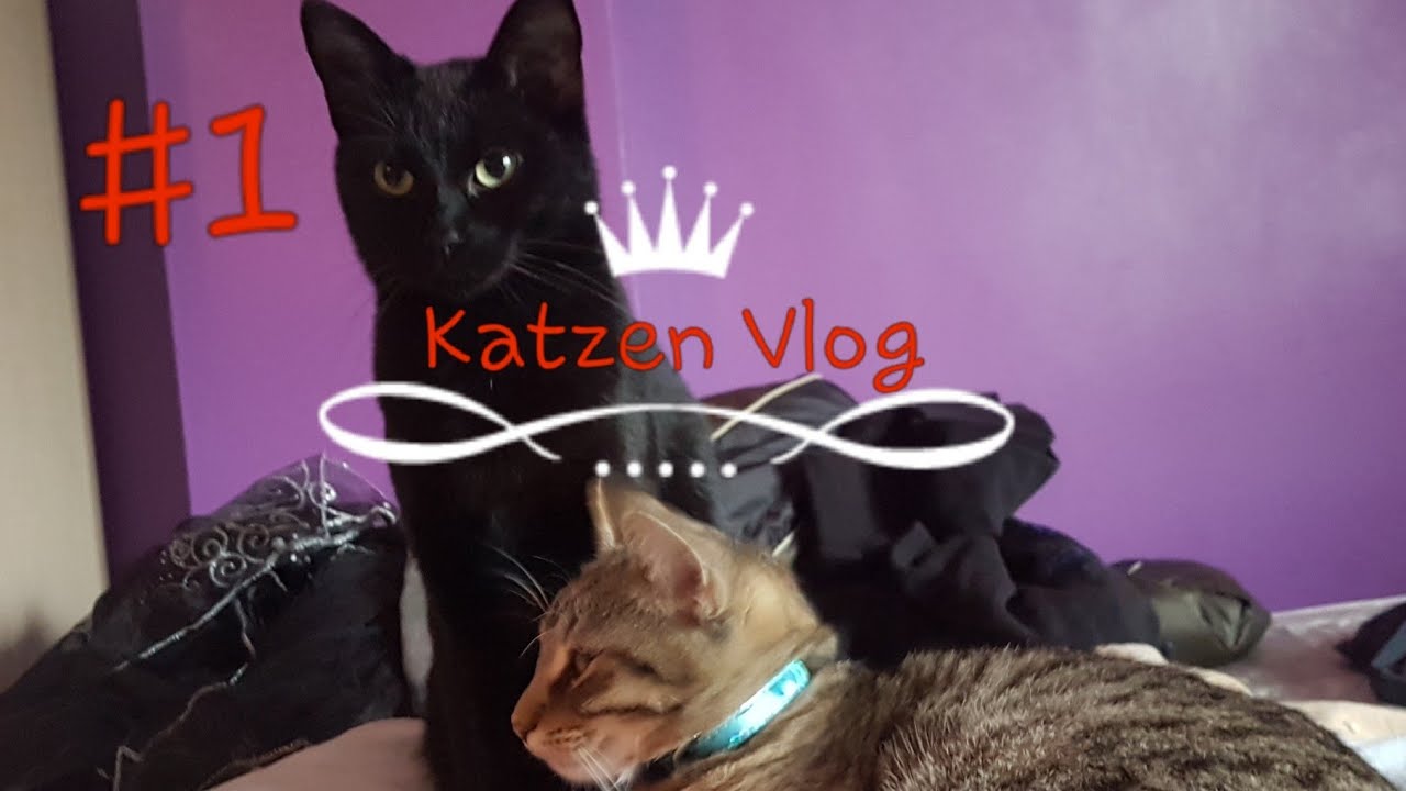 Katzen Vlog #1 | Deutsch | german |