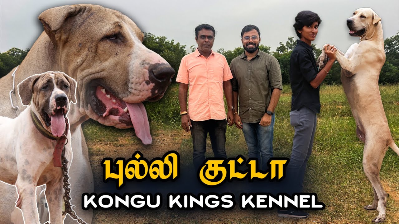 Largest புல்லி குட்டா Kennel | தமிழ்நாட்டிலிருந்து பாகிஸ்தான் வரை கலக்கும் Kongu Kings Kennel