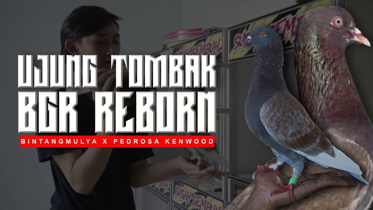 SPILL MERPATI UJUNG TOMBAK TEAM BGR REBORN BINTANG MULYA X PEDROSA KENWOOD