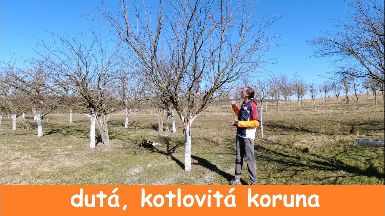 Řez ovocných stromů s dutou, kotlovitou korunou