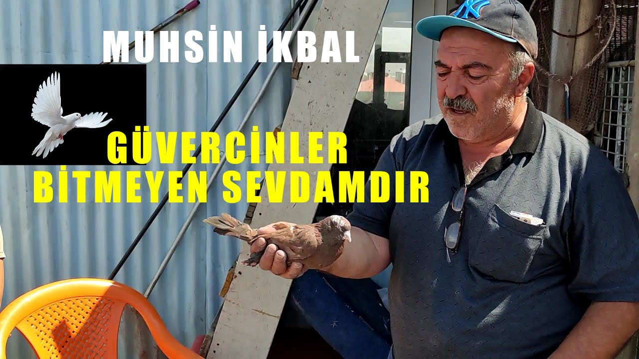 G&uuml;vercinler Bitmeyen Sevda/MUHSİN İKBAL Van G&uuml;vercinleri/Van Kuşları