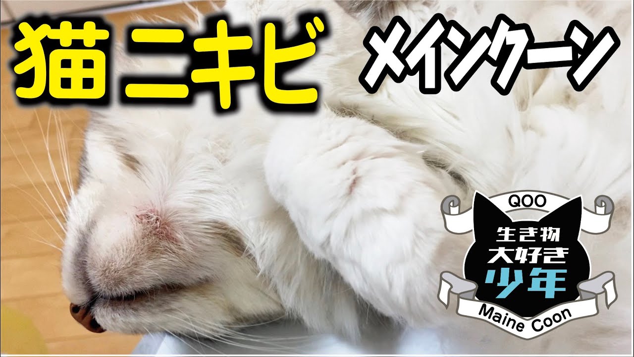 【メインクーン】猫ニキビでアゴの下が赤く炎症を起こしました