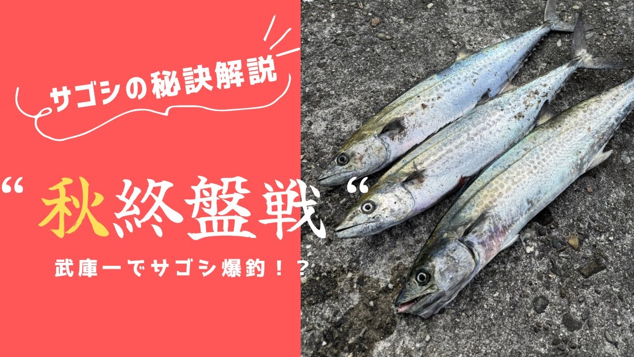 【秋終盤戦】武庫一サゴシ攻略！サゴシの秘訣解説