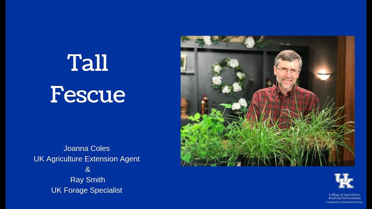 Tall Fescue