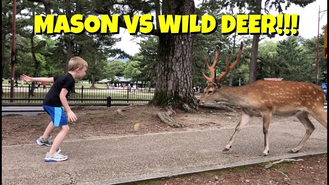 AWESOME Deer Park in Japan | Nara Park