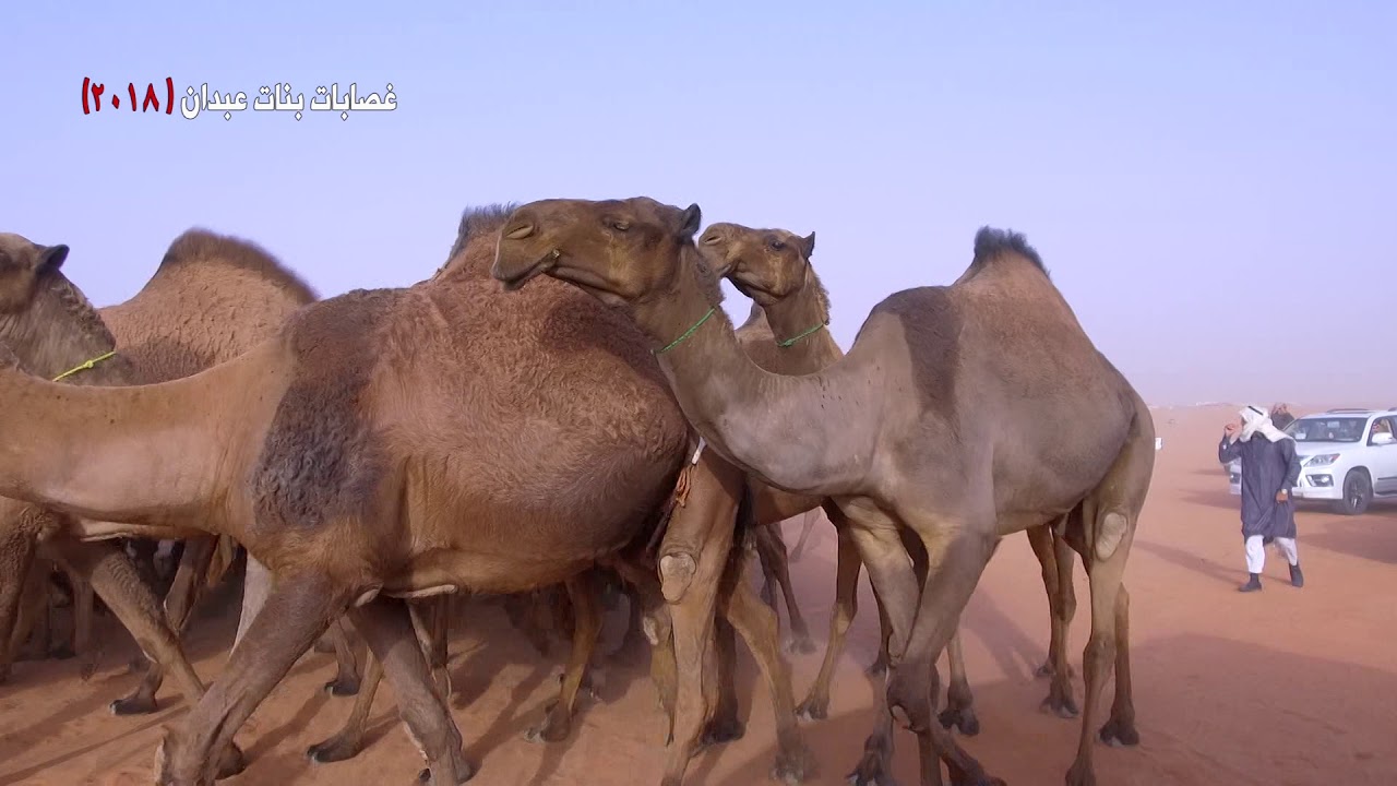 منقية غصابات بنات عبدان للمالك ضيف الله بن حجيلان الجش