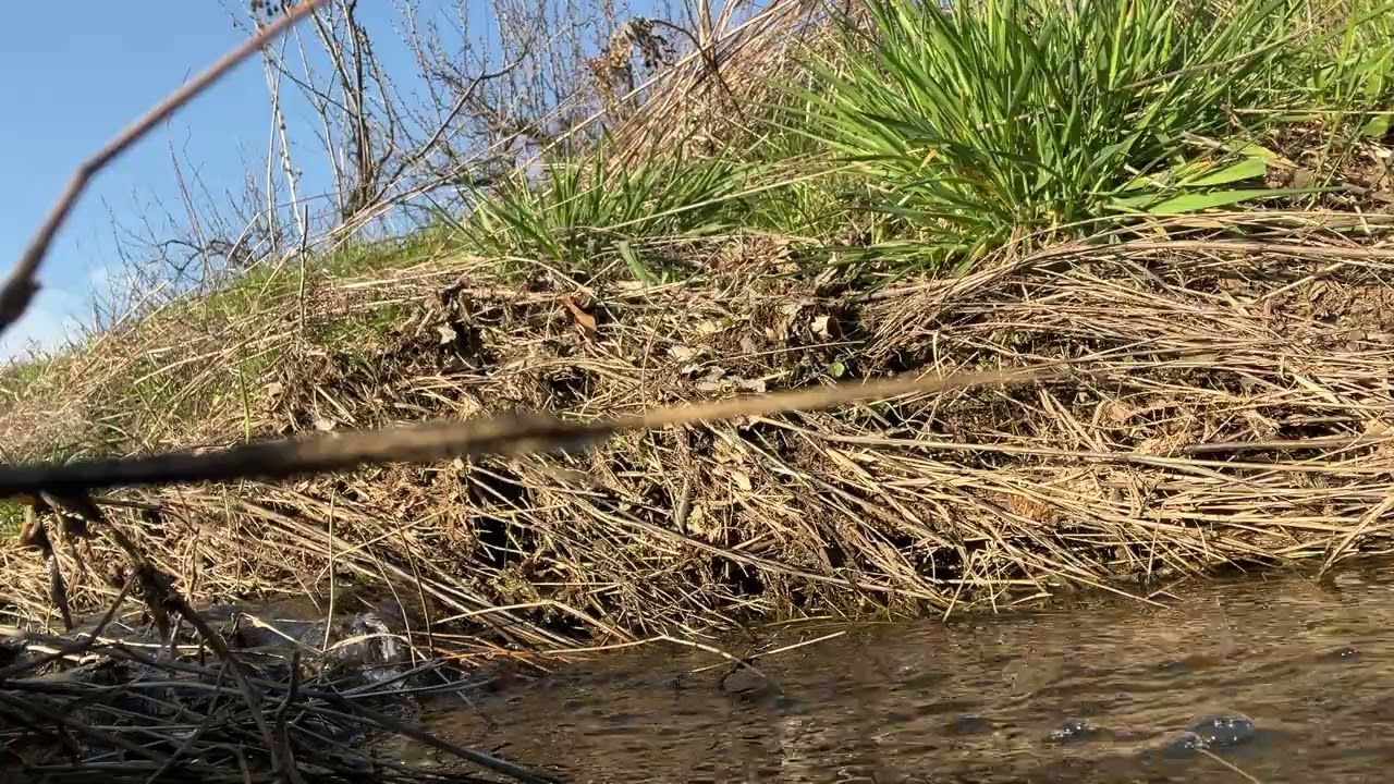 find your calm – gentle forest river sounds