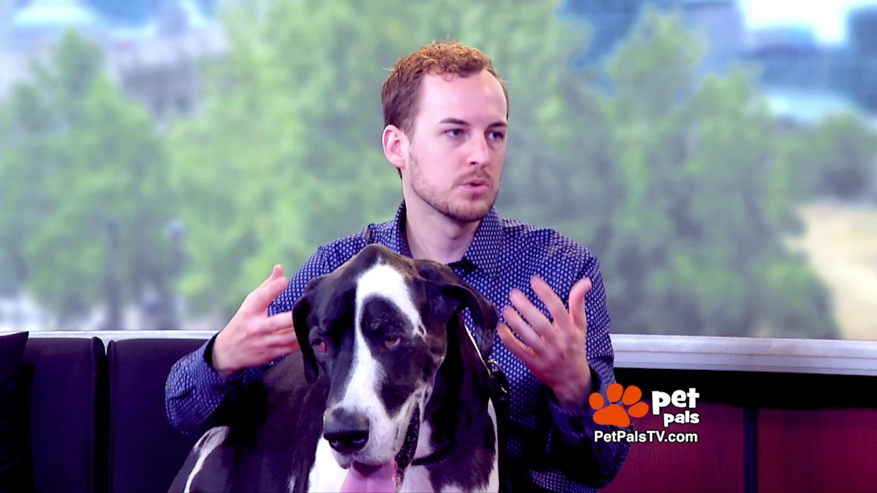 Great Danes : Know Your Breed!