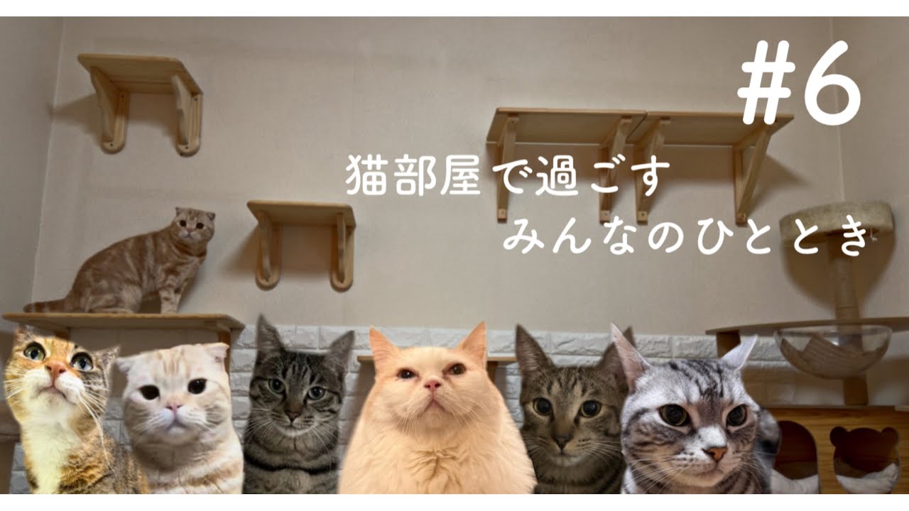 【日常】 猫部屋で過ごす、みんなのひととき