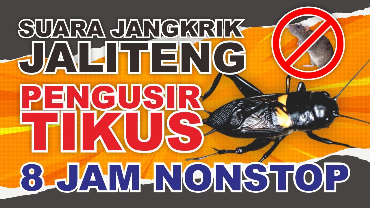 SUARA JANGKRIK TERBARU 2024 PENGUSIR TIKUS, DIJAMIN AMPUH DAN TIKUS KABUR❗ 8 JAM NONSTOP❗❗❗