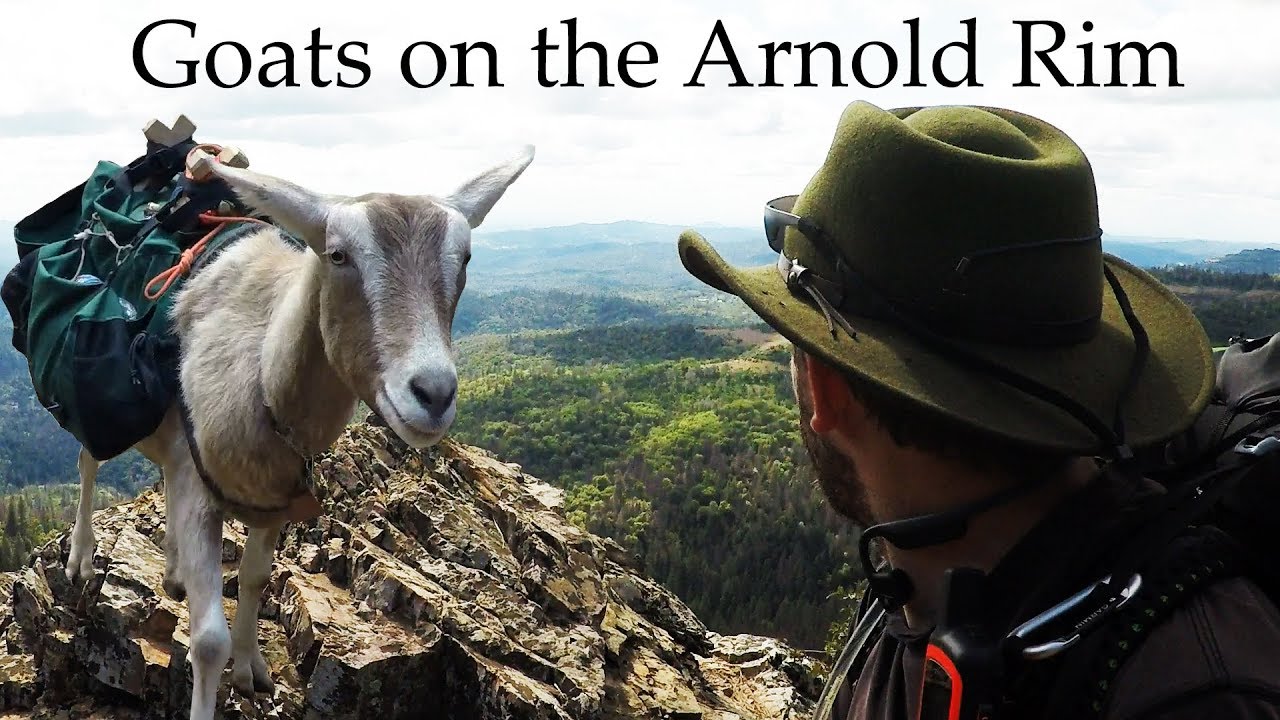 Goats on the Arnold Rim