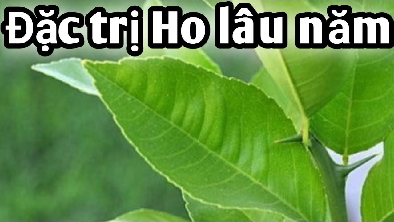 Bài thuốc Đặc Trị Ho Lâu Năm,Viêm Phế Quản,viêm Họng. PHAN HẢI Channel