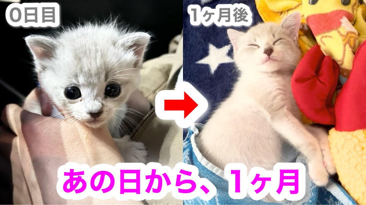 【保護猫1ヶ月】あの日から31日…子猫の変化が尊すぎて涙が出ました。