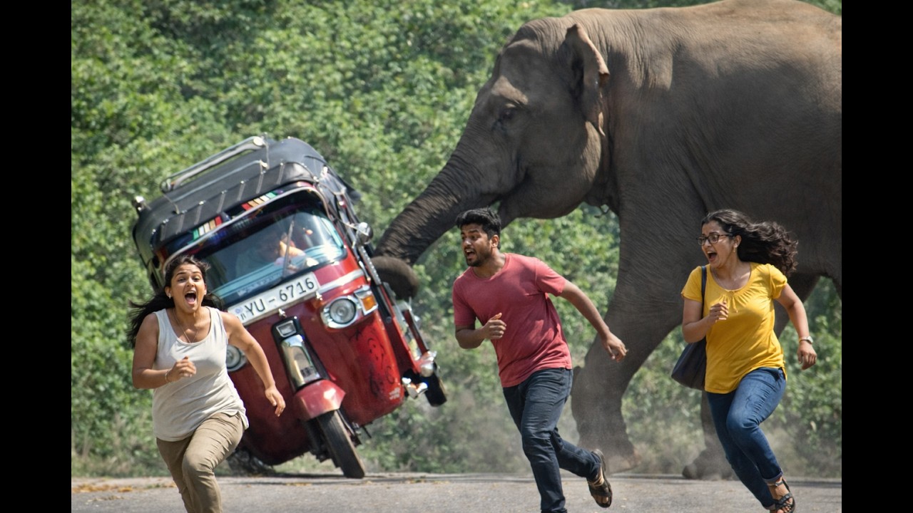 🐘 Sudden Encounter on the Forest Road – People Run as Wild Elephant Approaches!