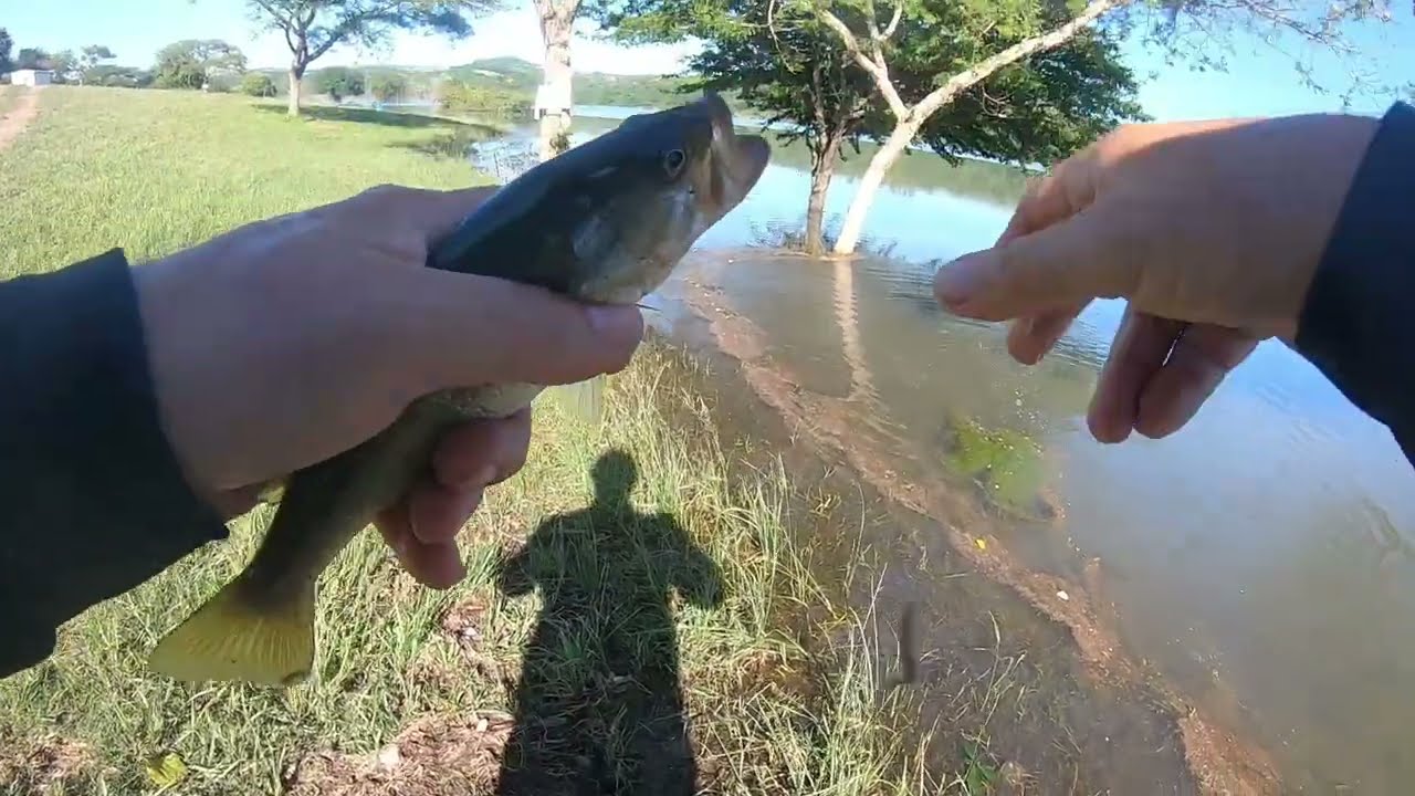 Hazelmere Dam - Bait fish galore