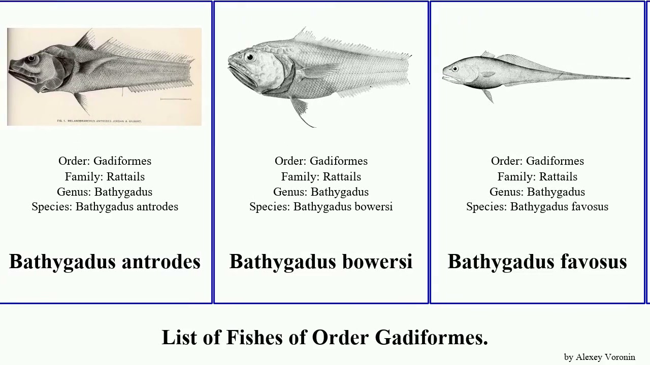 Fishes of Order Gadiformes