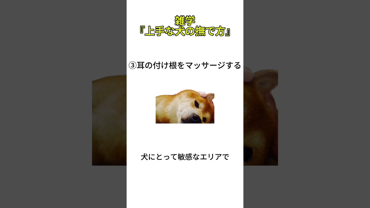 雑学『上手な犬の撫で方』ショート＃犬、＃雑学、＃犬雑学、＃いぬ、＃豆知識、＃愛されているサイン、＃VOICE VOX（青山龍星）