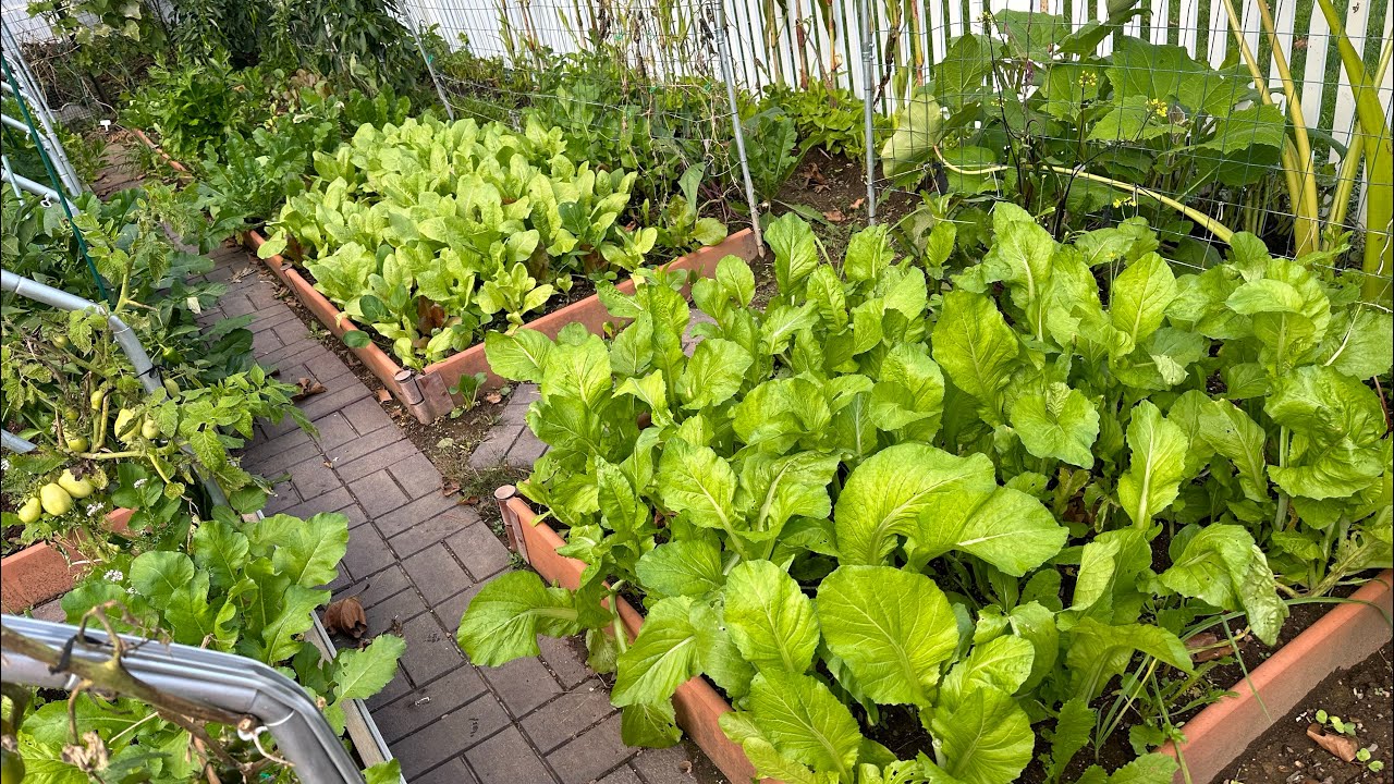 My garden in October 绿油油的￼菜园-10/2023
