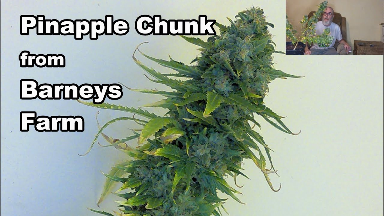 Pineapple Chunk from Barneys Farm