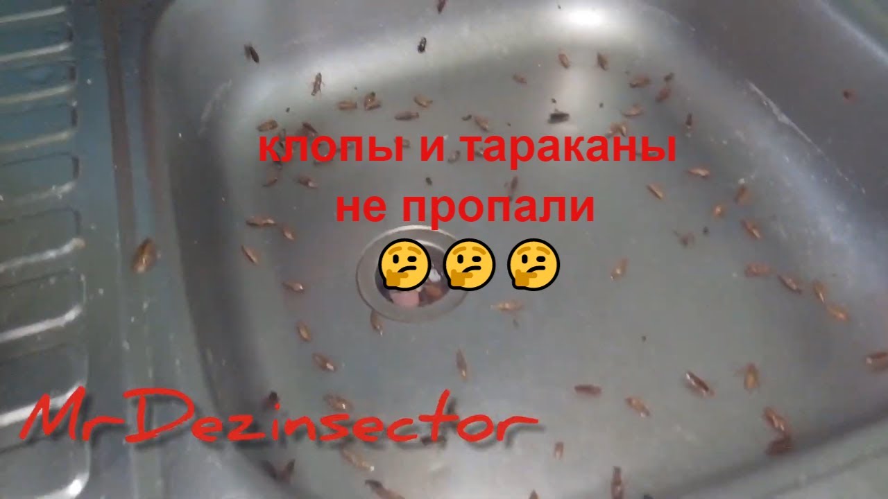 Месяц после обработки. Клопы и тараканы не пропали.🤔🤔🤔