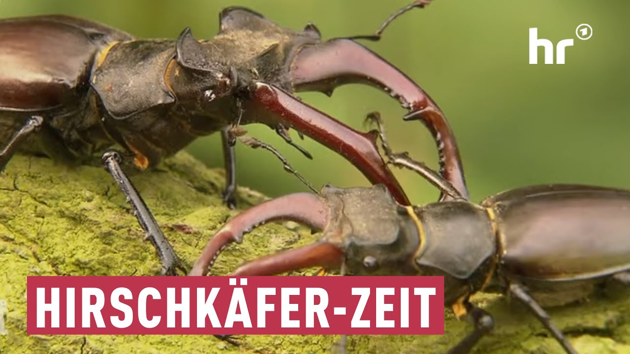 Jetzt ist die Flugzeit der Hirschkäfer | maintower