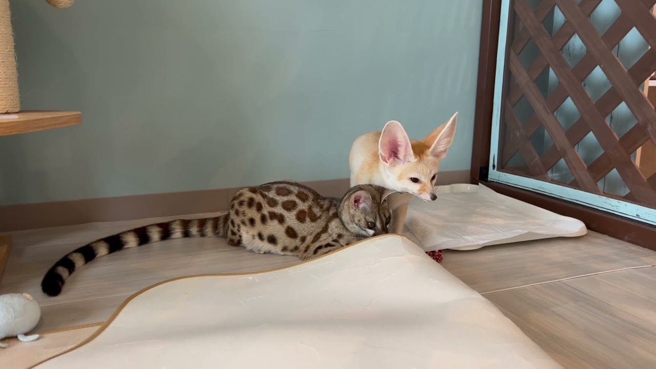 フェネックとアカブチジェネットの日常