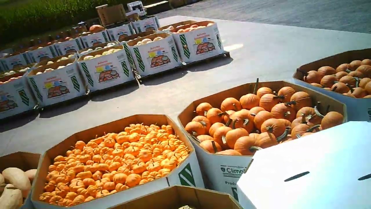 A Day At The Pumpkin Auction