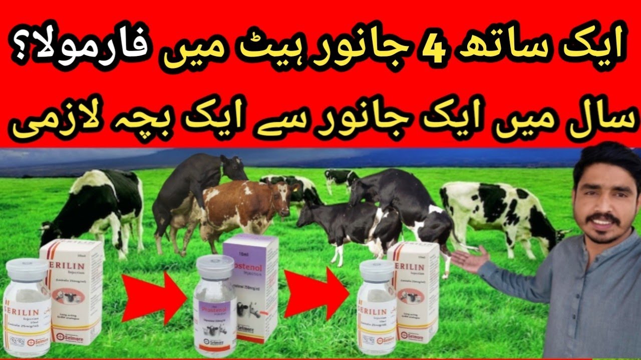  Ovsynch protocol in dairy cattle | Estrus synchronization protocols in dairy cattle