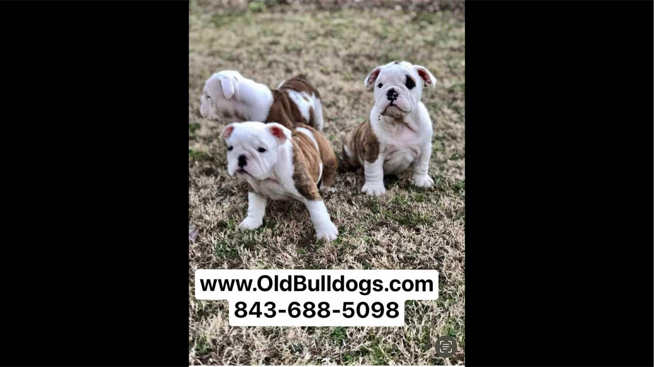 THE LEGEND OF ALL BULLDOGS SAID HAPPY CHRISTMAS EVE. WE STILL HERE CLEANING & TAKING CARE ￼OF DOGS.