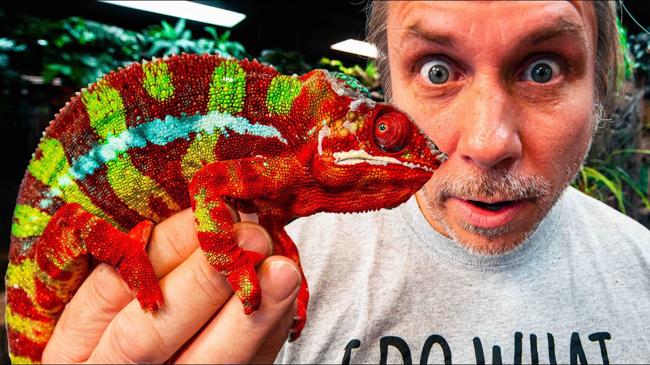 NEW CHAMELEONS FOR MY REPTILE ZOO!! | BRIAN BARCZYK
