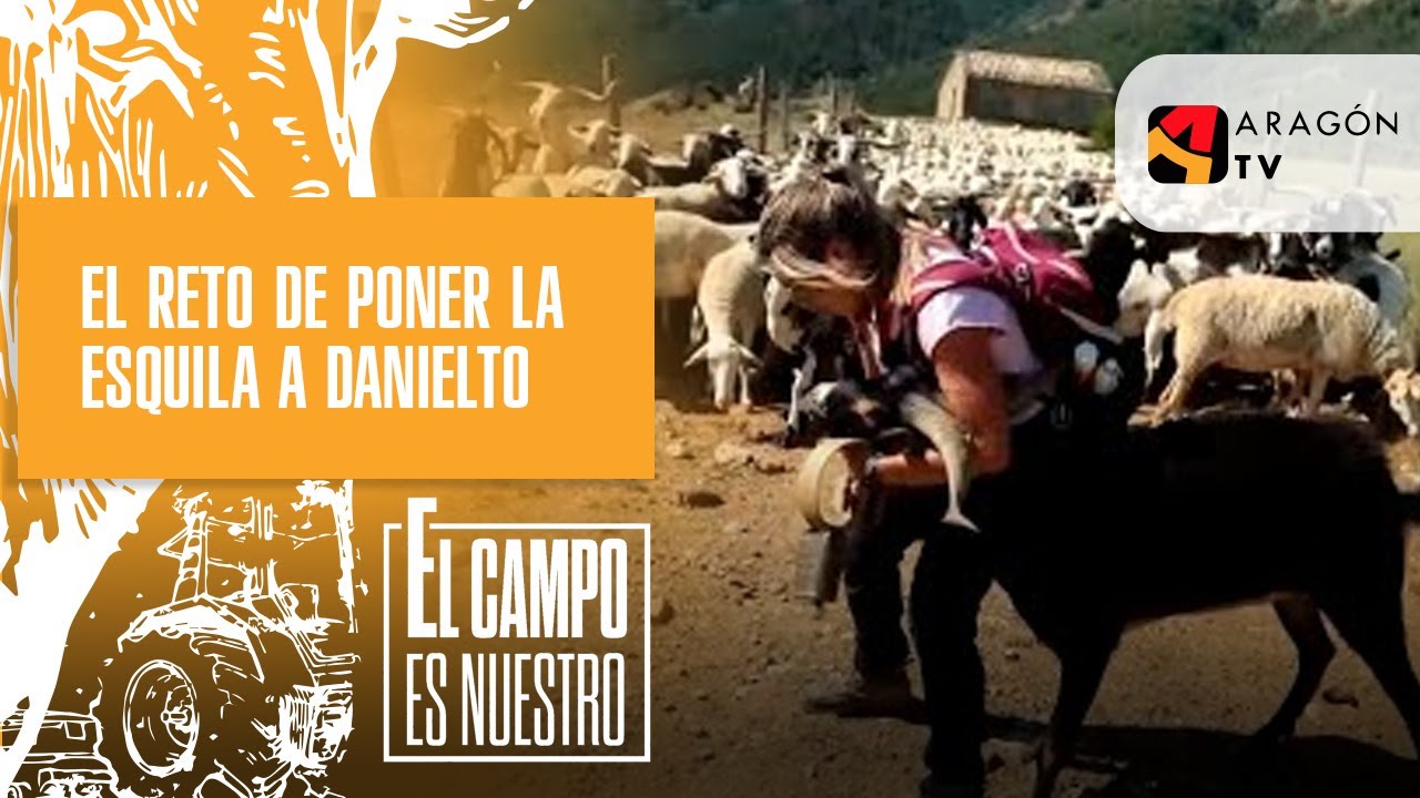 El reto de poner la esquila a Danielito