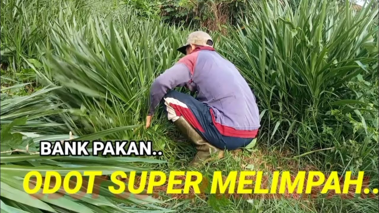 RUMPUT ODOT MELIMPAH DI MANA MANA