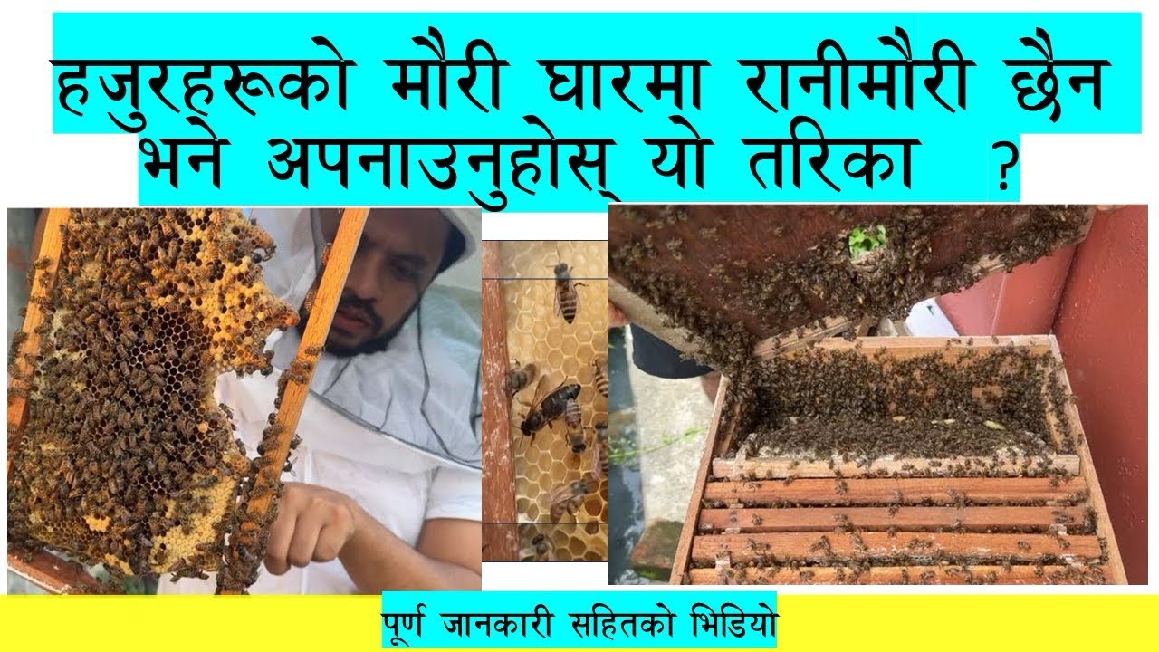 के हजुरहरूको मौरीघार पनि रानीबिहीन भएको छ ? नयाँ रानी उत्पादन विधिका लागि भिडियो हेर्नुहोस् ।