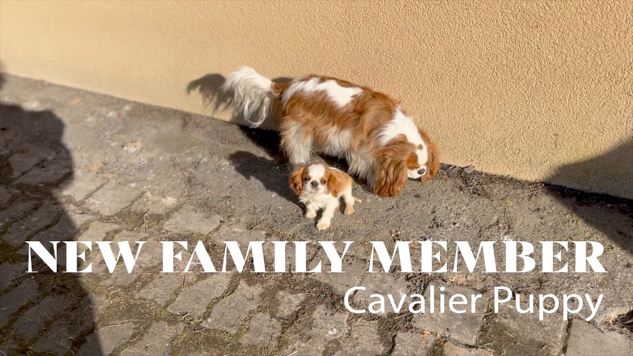 Our Cavalier Meets the Newest Member of the Family 🐶❤️
